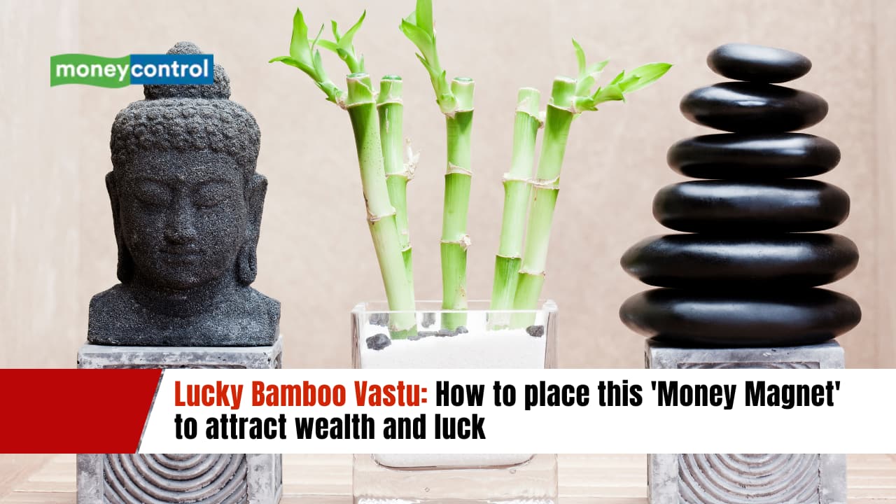Lucky Bamboo Vastu: How to place this 'Money Magnet' to attract wealth and luck