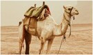 Saudi Arabia introduces official passports for camels to regulate sector. Will include place of birth, breed