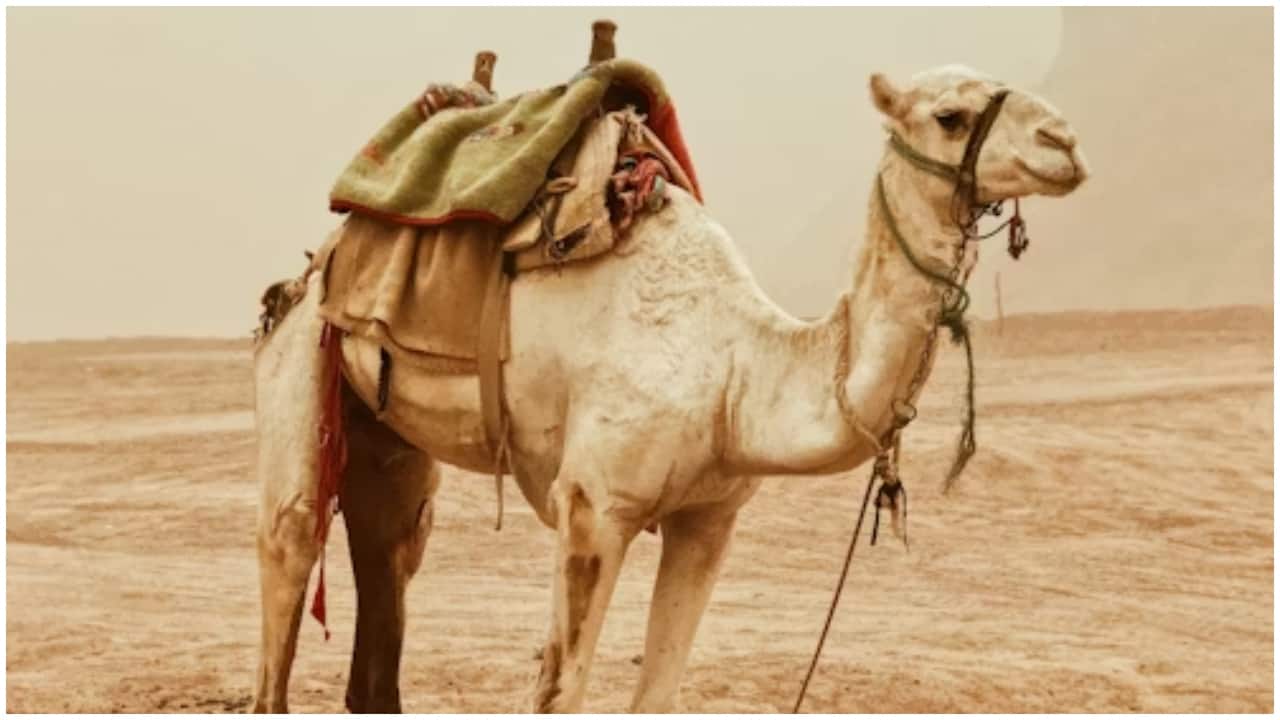 Saudi Arabia introduces official passports for camels to regulate sector. Will include place of birth, breed