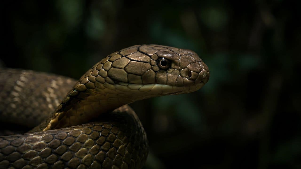 Not burrow or den: Nearly 1.5 metres wide giant nest built by one of World’s longest and most venomous animals