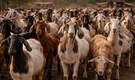 Telangana temple fest: Men bite over 50 goats, leave them to die slowly - 'Wishes will be fulfilled'