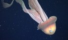 Bus-sized Jellyfish discovered off Argentina in rare deep-sea sighting