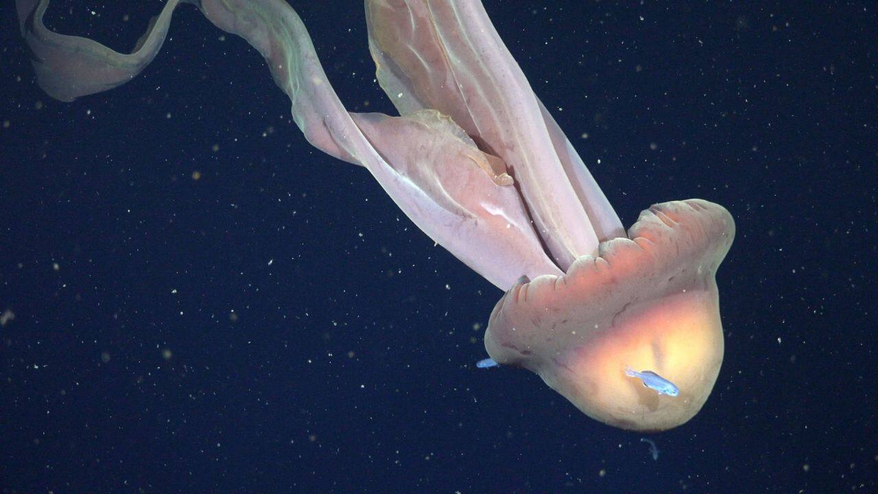Bus-sized Jellyfish discovered off Argentina in rare deep-sea sighting