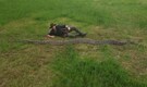 Meet Ibu Baroness: A 23-foot python in Indonesia sets Guinness record as world’s longest wild snake