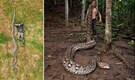 Meet the world’s longest wild snake: Indonesian python Ibu Baron sets a new Guinness World Record, watch the video here