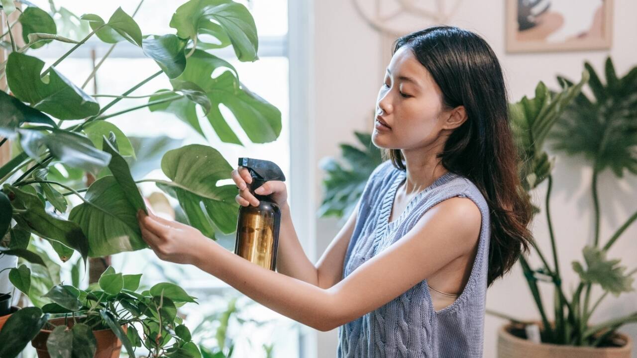 Has your houseplant dried up and in poor health? Revive it with these 3 gardening tips