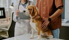 Pet dog chews off owner’s toe while he slept, what doctors discovered next was shocking: Know the whole story here