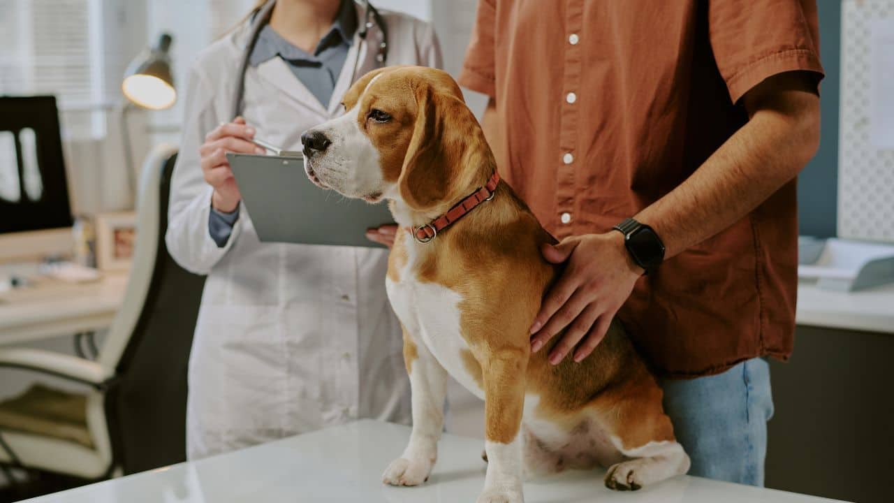 Pet dog chews off owner’s toe while he slept, what doctors discovered next was shocking: Know the whole story here