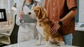 Pet dog chews off owner’s toe while he slept, what doctors discovered next was shocking: Know the whole story here