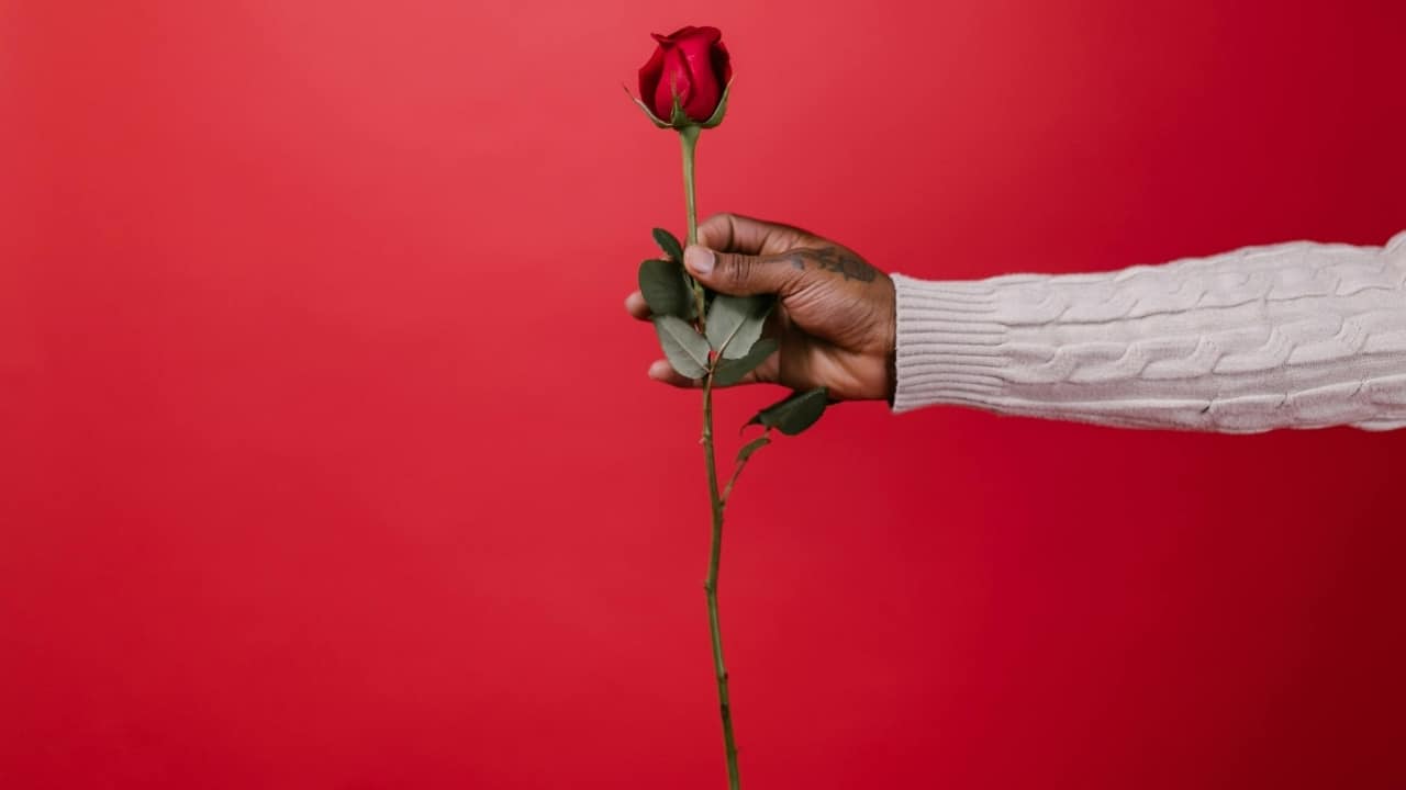 Roses represent passion, love, trust and beauty