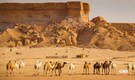 Saudi Arabia launches passports for millions of camels — here’s why
