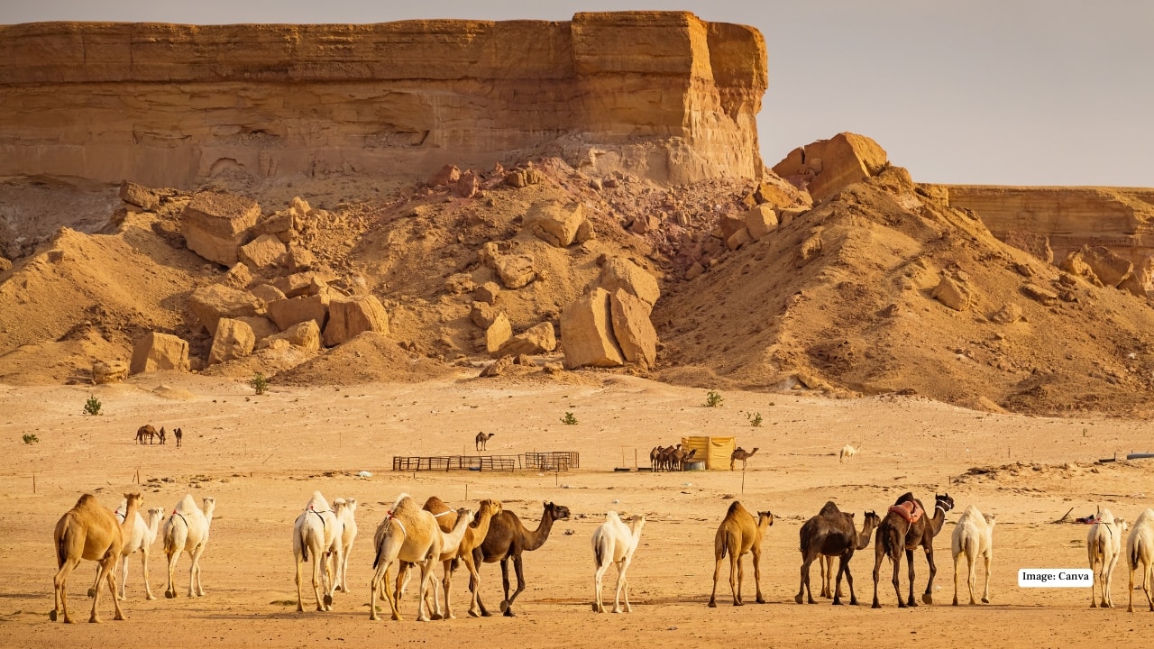 Saudi Arabia launches passports for millions of camels — here’s why
