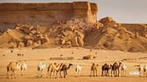 Saudi Arabia launches passports for millions of camels — here’s why