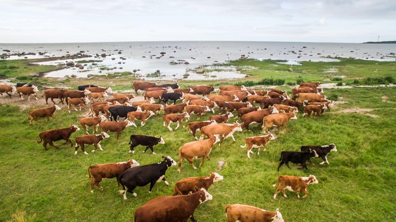 Story of forgotten cows: A herd of cattle abandoned on a remote island survived on their own for 130 years