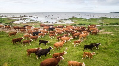 Story of Forgotten Cows A herd of cattle abandoned on a remote island survived alone for 130 years (Representative Image: Canva)