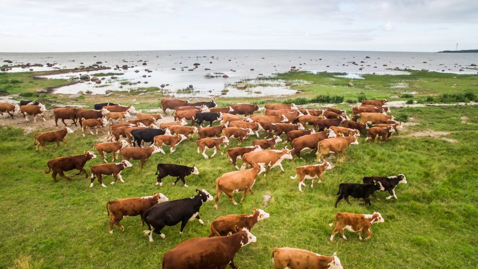 Story of forgotten cows: A herd of cattle abandoned on a remote island survived on their own for 130 years