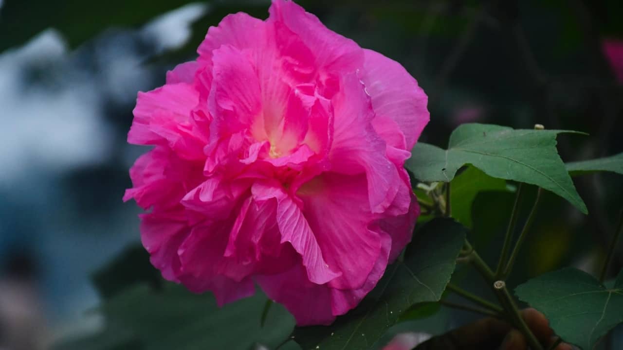 6 colour-changing flowers to add more beauty to your home