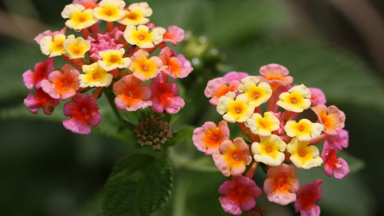 How to grow lantana at home (Image: Pexels)