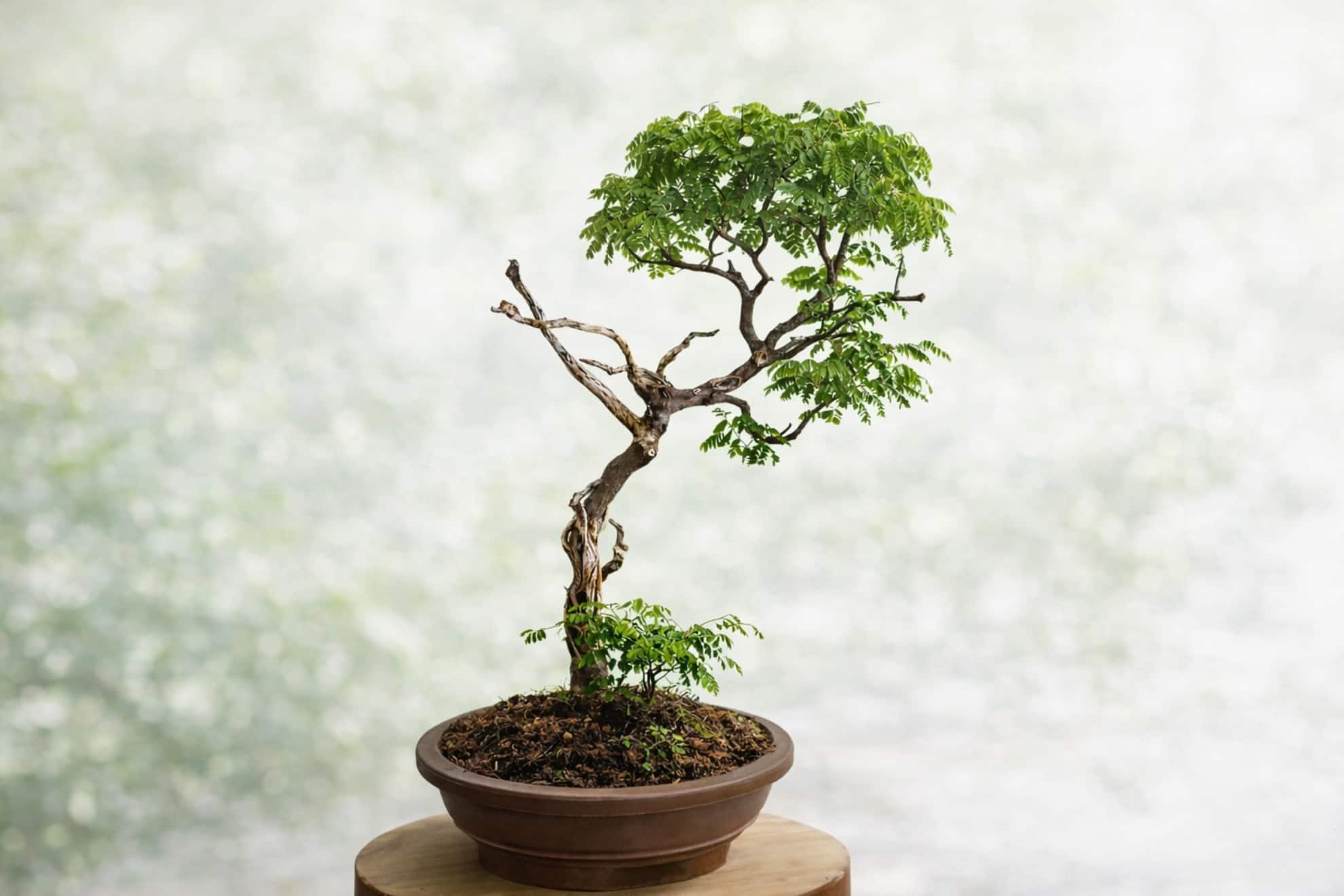A Brazilian rain tree bonsai from Harsha Hinduja's collection. (Image courtesy Hinduja Group)
