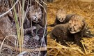 Second time mother, Namibian Cheetah, "Asha" gave birth to 5 newborn cubs at Kuno National Park, population rises to 35 in India