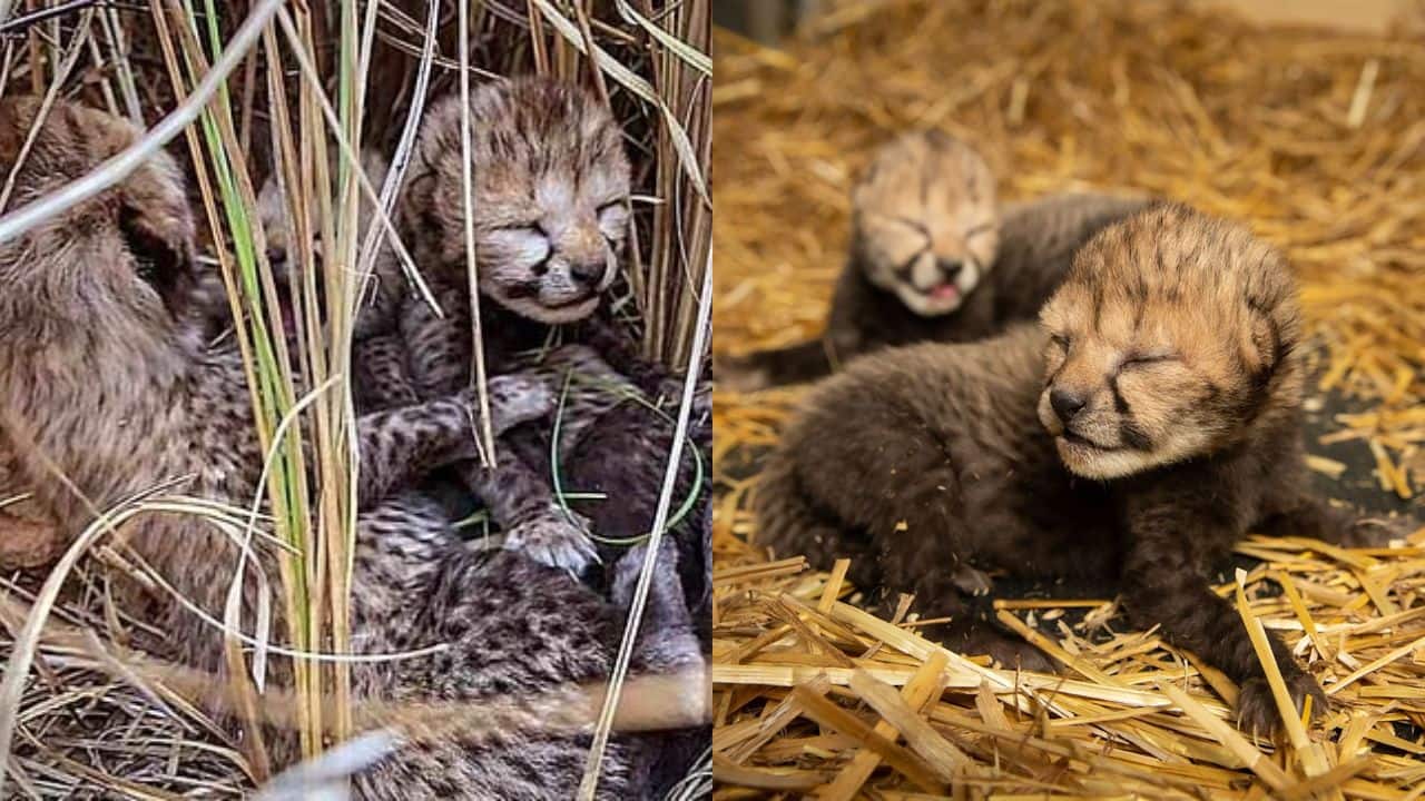 Second time mother, Namibian Cheetah, "Asha" gave birth to 5 newborn cubs at Kuno National Park, population rises to 35 in India