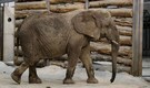 Scotland’s only African elephant Mondy dies aged 54 after decades at Blair Drummond Safari Park