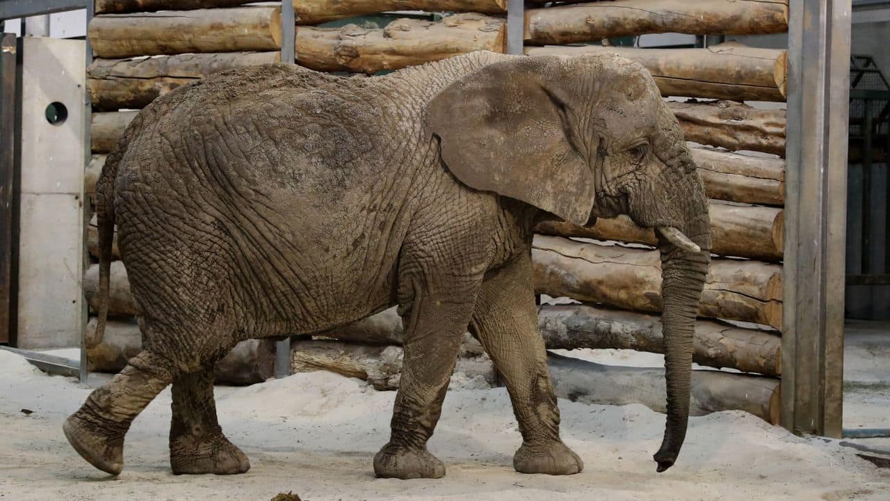 Scotland’s only African elephant Mondy dies aged 54 after decades at Blair Drummond Safari Park