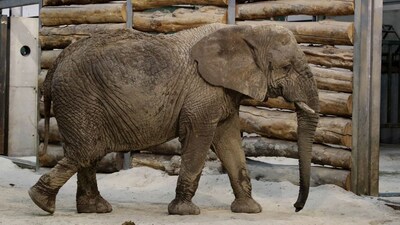 Scotland's only african elephant Mondula, known as Mondy, died aged 54. (Image: BBC)