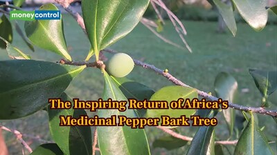 Pepper Bark Tree: This medicinal tree in South Africa recently improved from from “endangered” to “vulnerable”