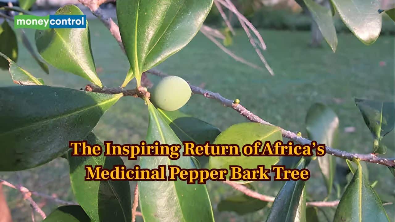 Pepper Bark Tree: This medicinal tree in South Africa recently improved from from “endangered” to “vulnerable”