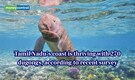 Are India’s dugongs thriving? Scientists recorded large population of 270 dugongs along Tamil Nadu coast