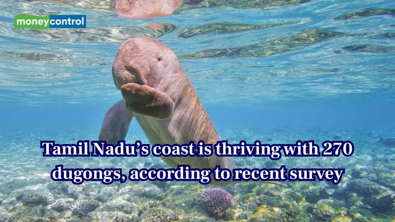 Are India’s dugongs thriving? Scientists recorded large population of 270 dugongs along Tamil Nadu coast