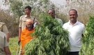 Telangana priest arrested for growing ganja worth Rs 70 lakh inside temple: 'Hid it among marigold flowers'