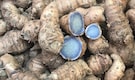 What is blue turmeric? Benefits, uses and how it differs from regular turmeric