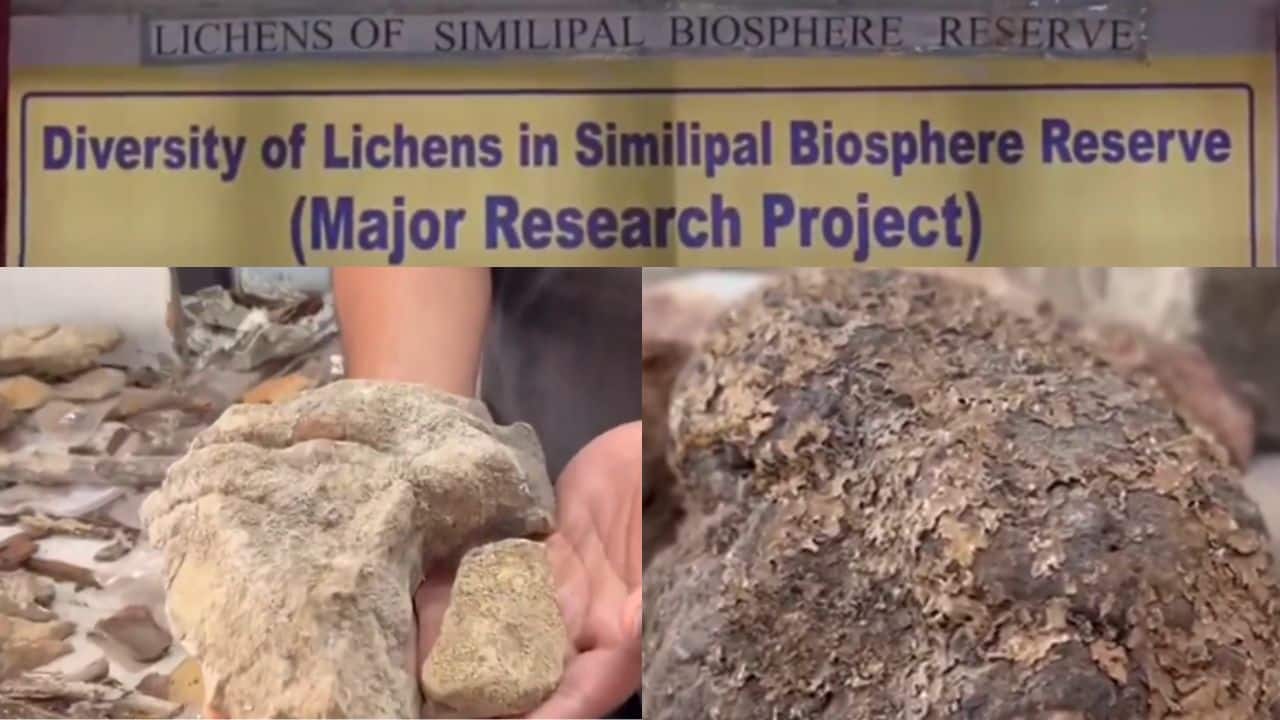 148 species of lichens found in Simlipal National Park, the highest ever recorded in Odisha