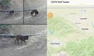 Seen After a Century: A Gray wolf spotted in Los Angeles County for first time in a century