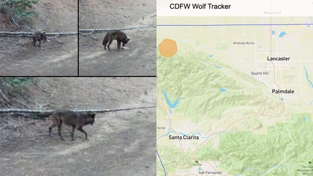 Seen After a Century: A Gray wolf spotted in Los Angeles County for first time in a century