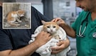 Bengaluru Reddit users rescue cat after disturbing video of animal tied up goes viral
