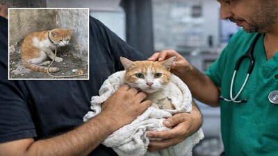 A cat has been rescued  in Bengaluru after a Reddit post went viral. (AI-generated representational pic)