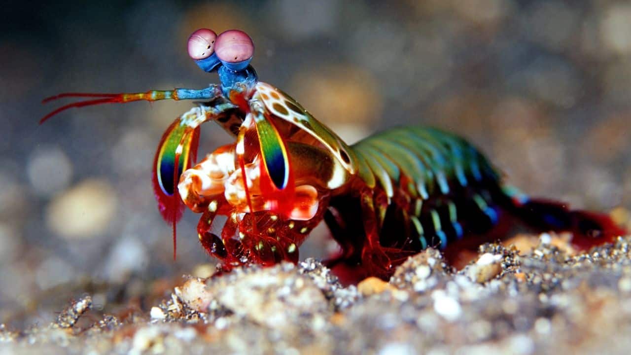 Mantis shrimp looks like a colourful crustacean. (Image: Canva)