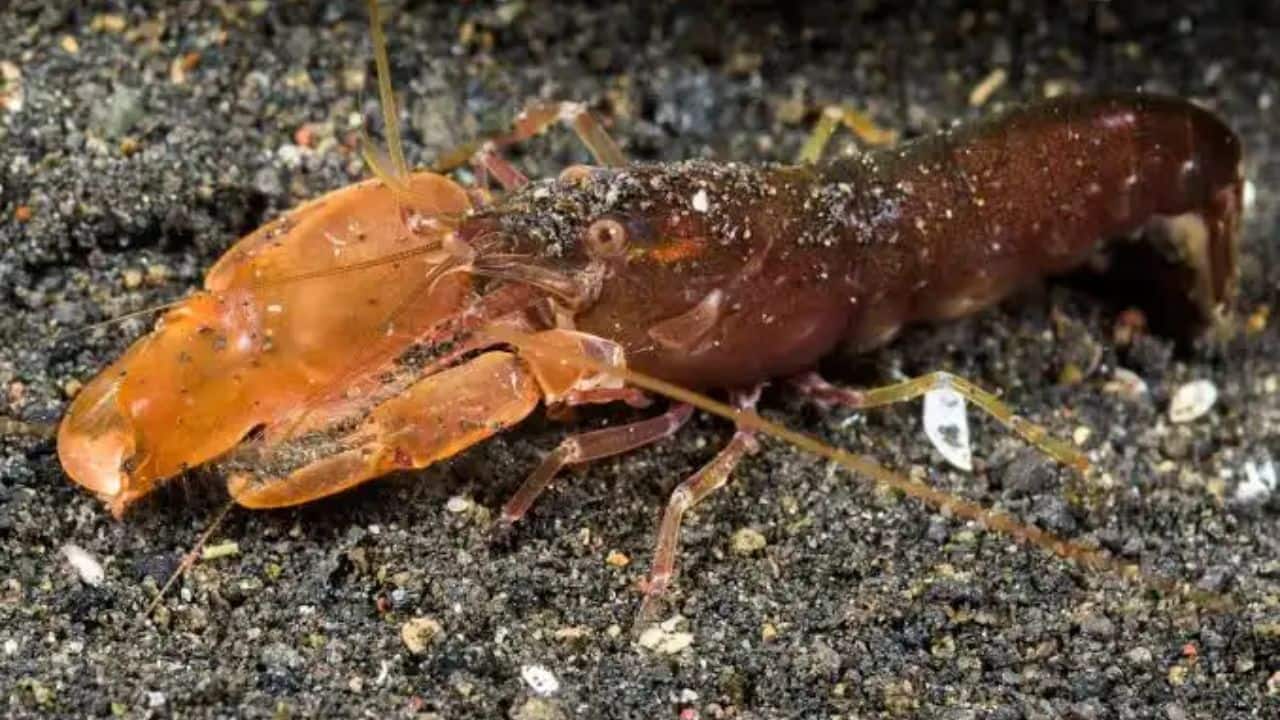 The pistol shrimp, also known as the snapping shrimp. (Image: Canva)