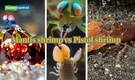 Watch: Mantis shrimp vs pistol shrimp, when the sonic strikes faster than bullets
