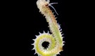 ZSI found 2 new marine worms from off the coast of West Bengal; Here's what scientists found
