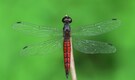 After 10 Years, Kerala’s “known” dragonfly species named as Lyriothemis keralensis by scientists