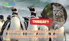 Declining day-by-day! Magellanic penguins in Patagonia faces predation from Pumas