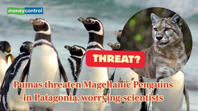 Returning pumas in Patagonia are killing thousands of Magellanic penguins. (Image: Canva)