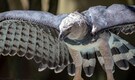 World’s largest eagle chick found alive in Brazil’s Pantanal nest after years