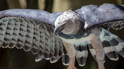 World’s Largest Eagle Chick Spotted Alive in Pantanal After Years (Image: Canva)
