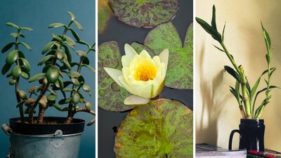 5 plants that bring prosperity and abundance to your home, according to Vastu