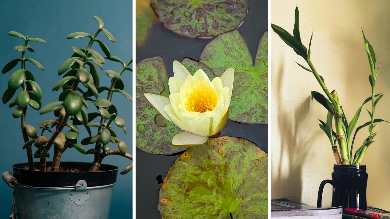 5 plants that bring prosperity and abundance to your home, according to Vastu